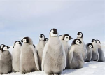 PENGIN ARMY