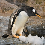 THE FLIPPERS OF FURY