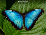 Welcome butterflies