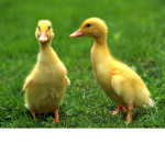 Fierce Ducky Nation