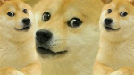 Doge Emp1re