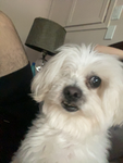 restinpeacevivienne