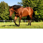 ~Pays horses~