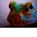 Frog squad ~