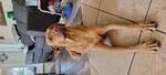 Dogs_rule_like this one