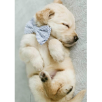 Fashion/Dog group!!