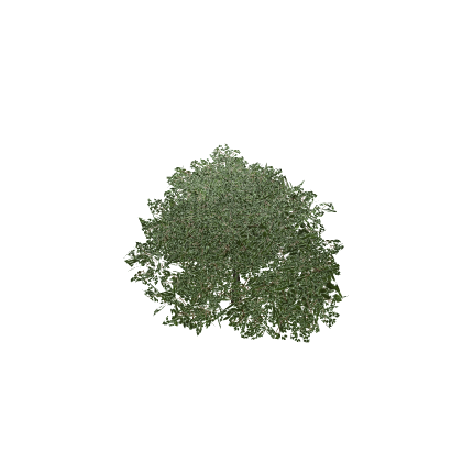 Bush