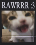 Sw33py cat