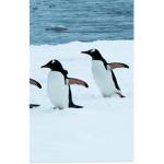 Pemguin inc