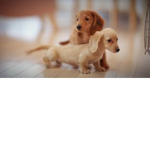 puppy time..