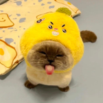 kot!!!!!!!!!!1