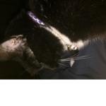 Oh yeah kitties