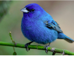 THE BLUE BIRD ARENA!!!