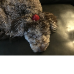 The mini poodle group