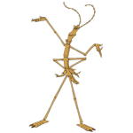 auh