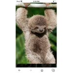 Sloth group:)