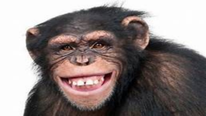 Silly Monkey Roblox decal