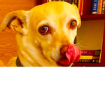 D for doge