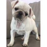 Pug gang for pug scouts only
