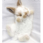 Stay lucky bunnies
