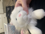 Bunny's Zoo