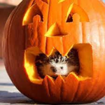 [HEDGEHOG ARMY]