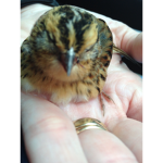 Baby bird fan group