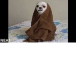 Poopy ah la la