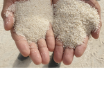 Sand eating colt