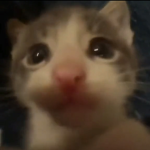 !! Kitten Squad !!