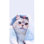 aesthetic kittens and cats~