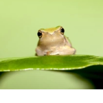little froges