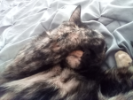 Cute little kitty cat