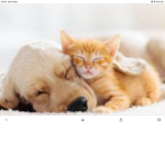 Peace to all animals