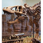TT-Rex