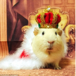 GUINEA-PIG GOD