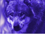 Lunar wolves fun