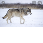 Wolf falm