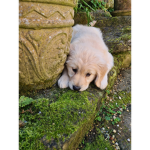 Having a puppy today