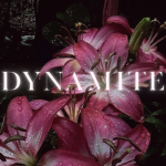 DYNAMITE୨ৎ