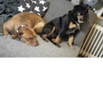 Meine Hunde Sam und Paula