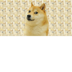 The group for all Doges