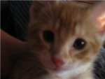 kitty katz