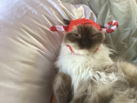 lily’s lot