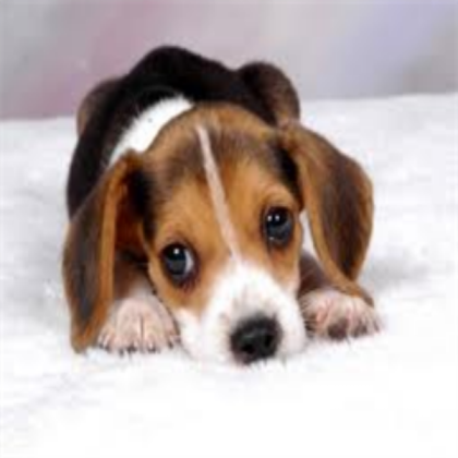 This dog wants love... Roblox decal