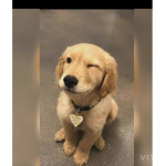 hi lala lala