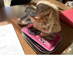 Super gattini