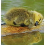 DuckDuckGo group