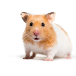 The Hamster United Group