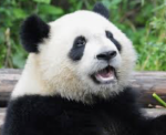 PANDA (vale’s awesome community thing)
